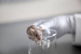 Un nuovo vaccino contro il cancro mostra risultati straordinari nei topi 1 Un nuovo vaccino contro il cancro mostra risultati straordinari nei topi