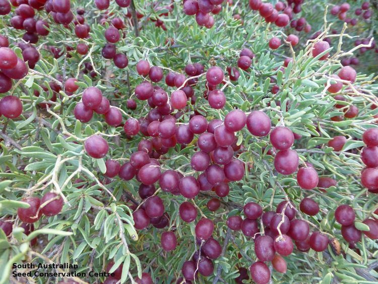 Il Segreto del Deserto: Bacca Antica Rivoluziona la Cura del Diabete e Inverte la Resistenza all'Insulina 9 Cura del Diabete