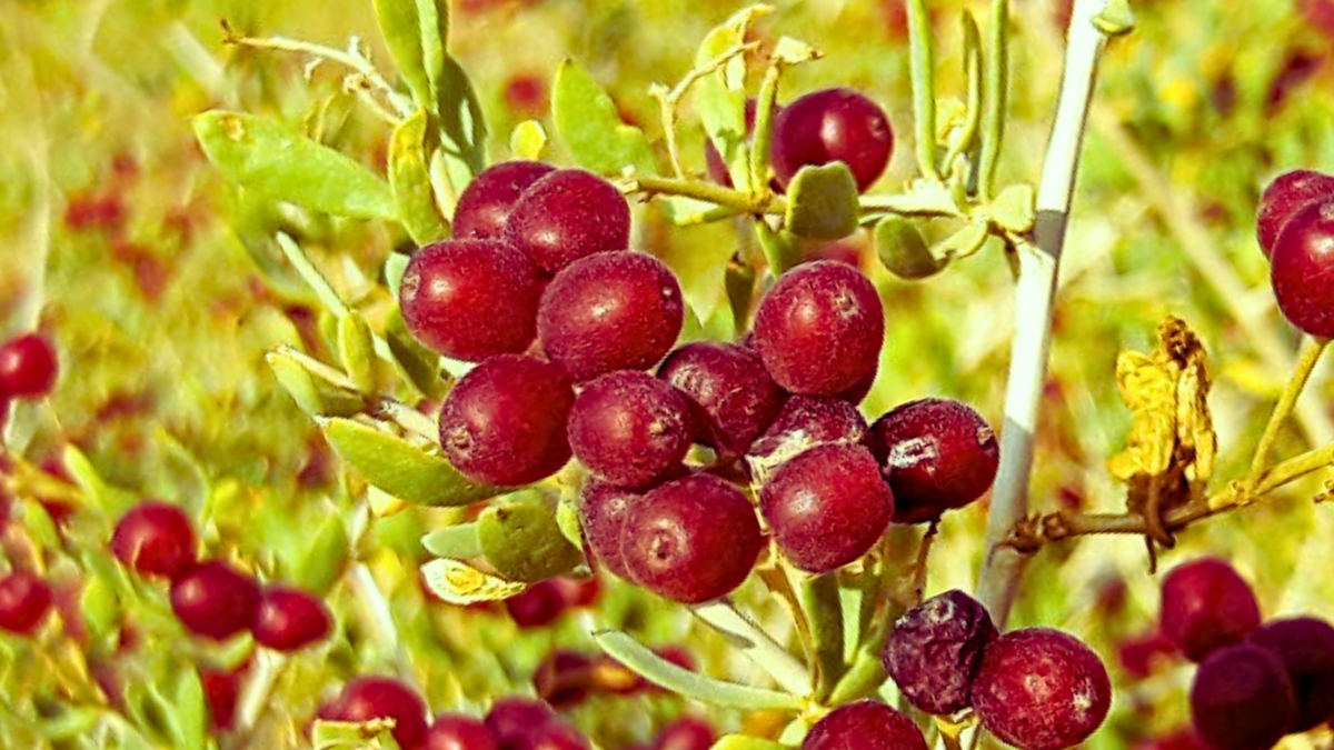 Nitraria roborowskii kom berry